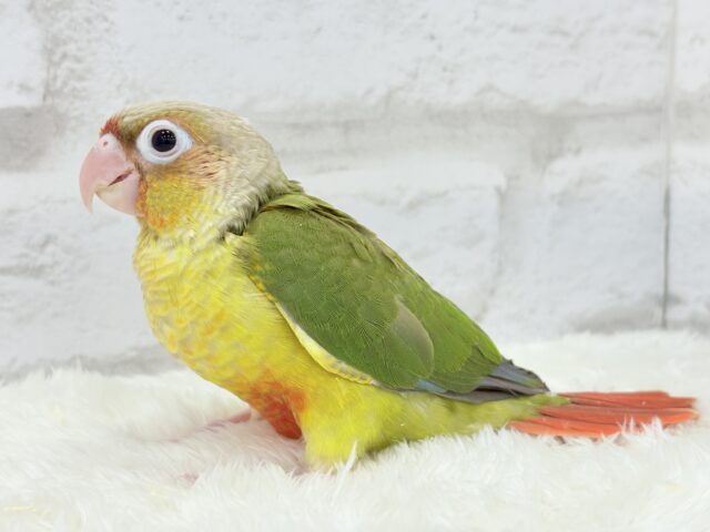 ホオミドリウロコインコ