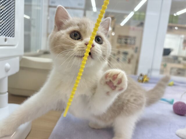 ブリティッシュショートヘア