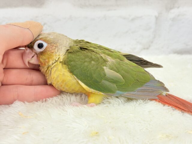 ホオミドリウロコインコ