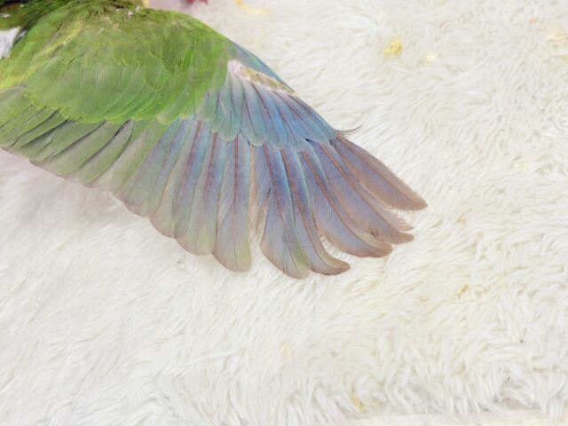 ホオミドリウロコインコ