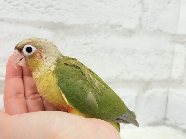 ホオミドリウロコインコ