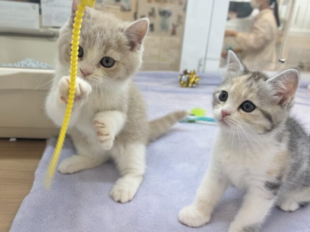 スコティッシュストレート