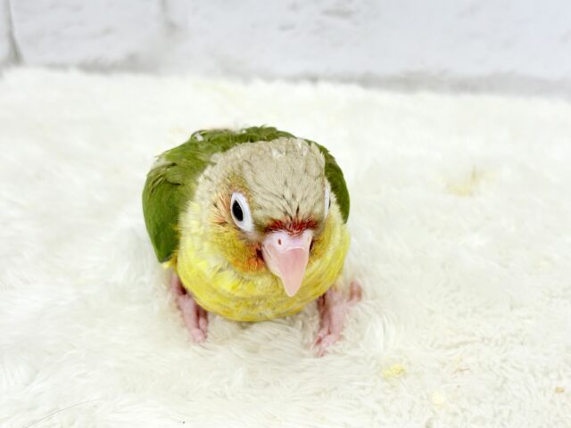 ホオミドリウロコインコ