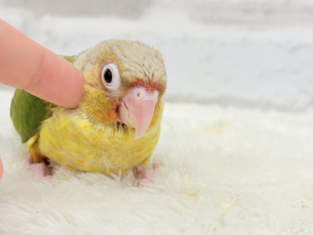 ホオミドリウロコインコ