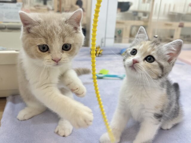 スコティッシュストレート