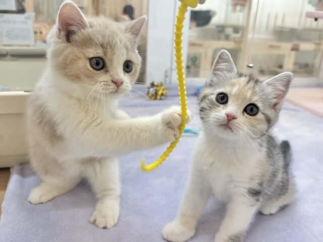 スコティッシュストレート