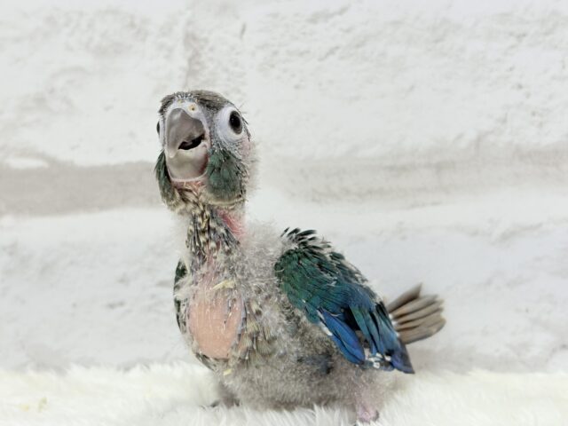 ホオミドリウロコインコ