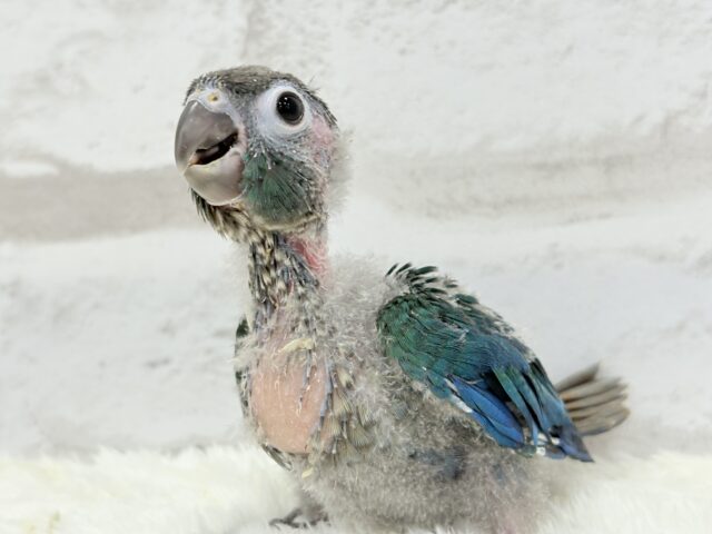 ホオミドリウロコインコ