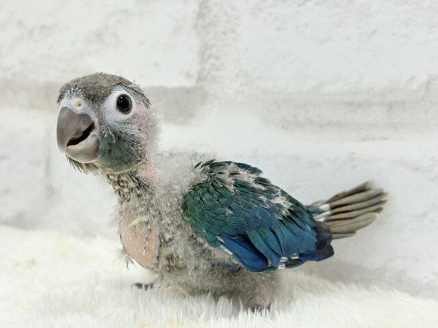 ホオミドリウロコインコ