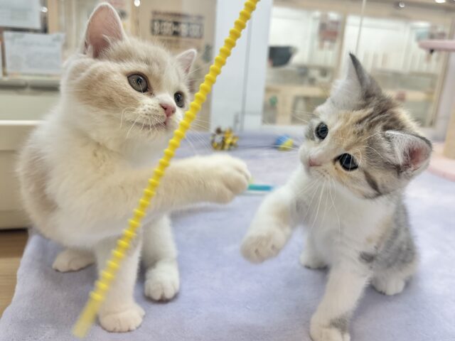 スコティッシュストレート