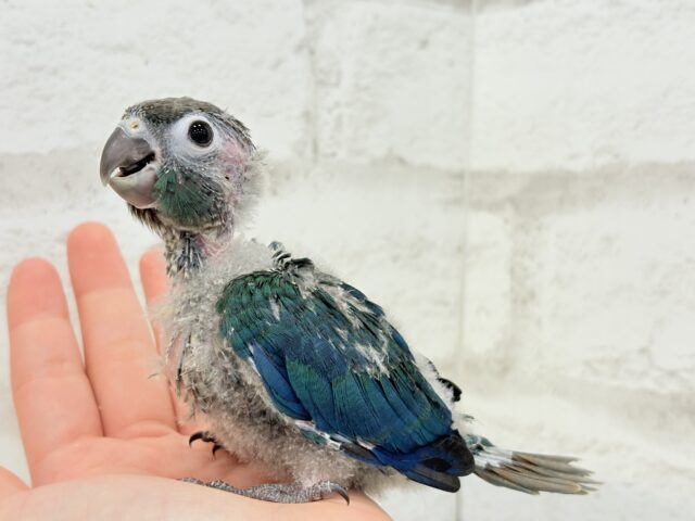 ホオミドリウロコインコ