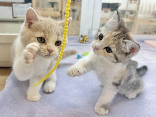 スコティッシュストレート