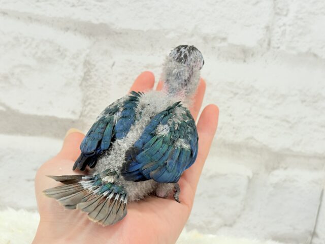 ホオミドリウロコインコ