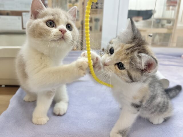 スコティッシュストレート