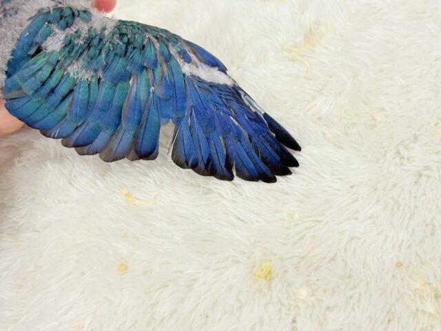 ホオミドリウロコインコ