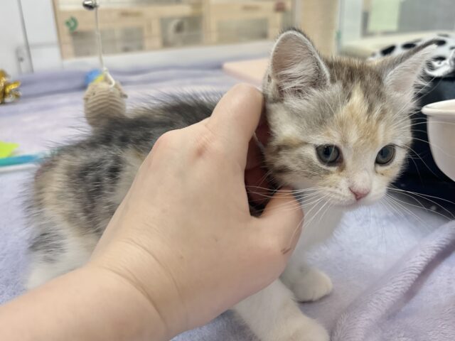 スコティッシュストレート