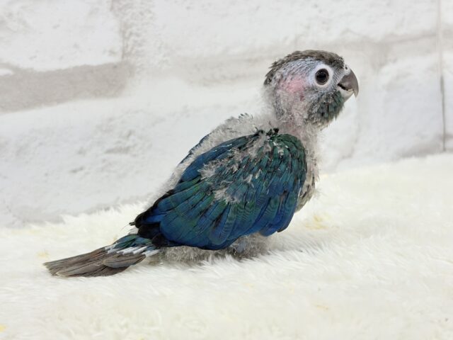 ホオミドリウロコインコ