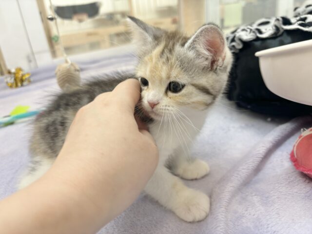 スコティッシュストレート