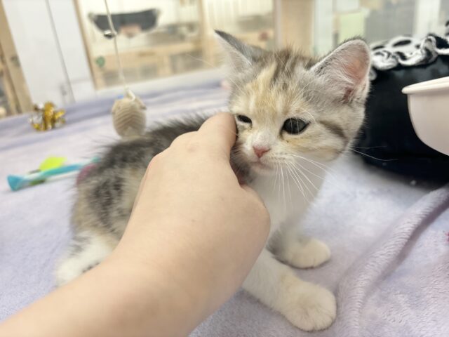 スコティッシュストレート