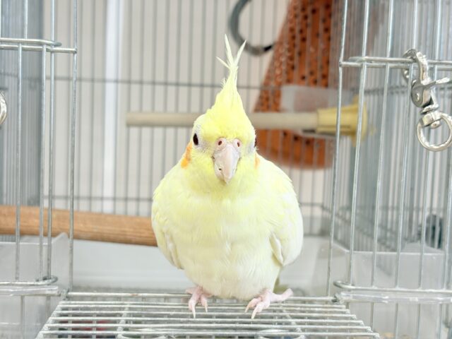 オカメインコ