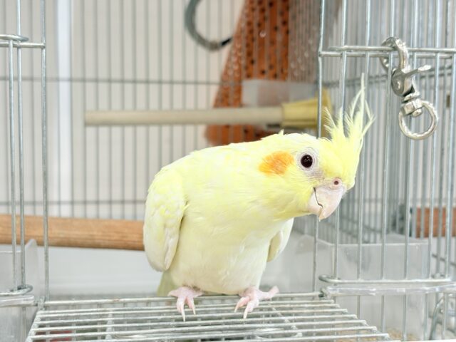オカメインコ