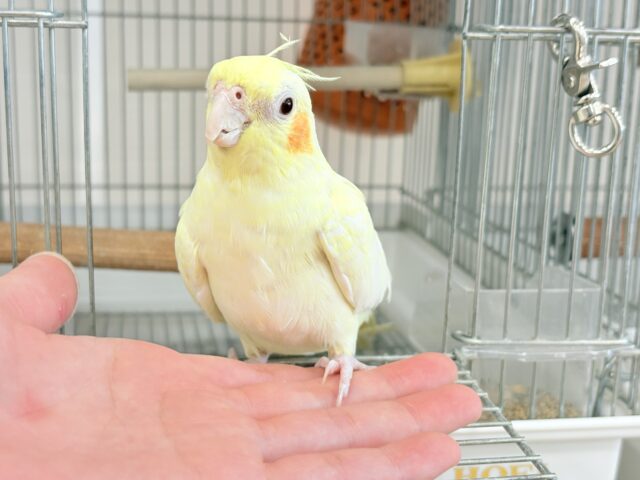 オカメインコ