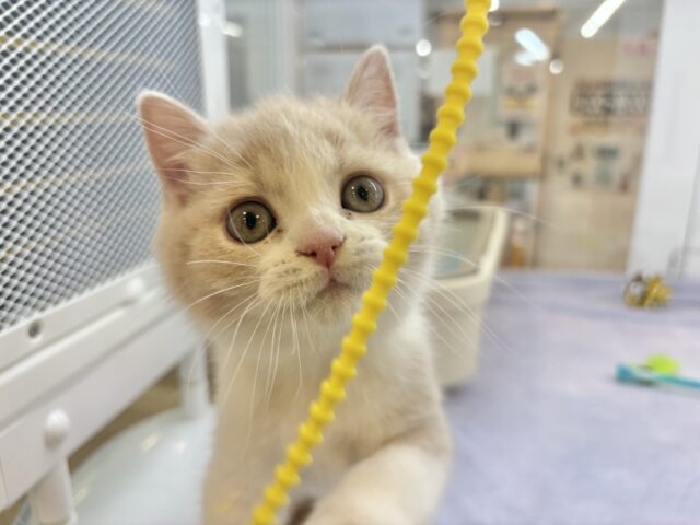 ブリティッシュショートヘア