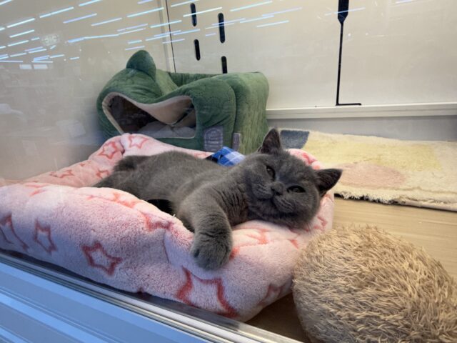 ブリティッシュショートヘア