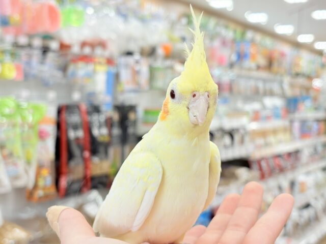 オカメインコ