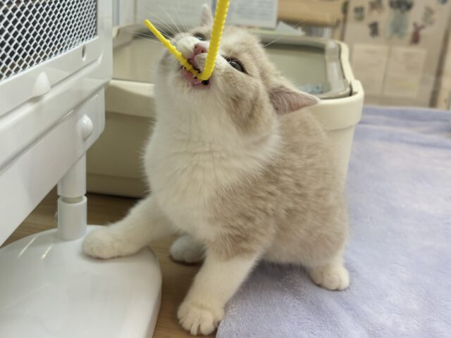 ブリティッシュショートヘア