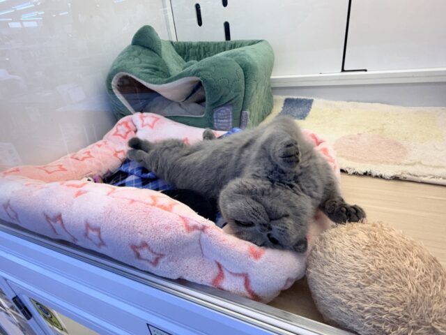 ブリティッシュショートヘア