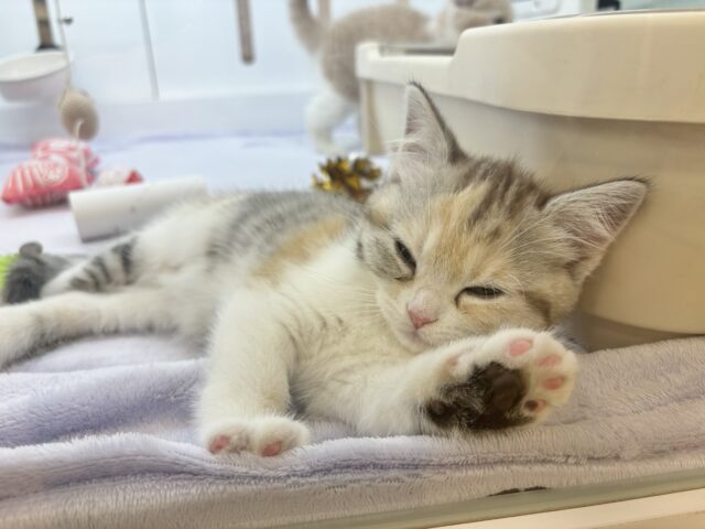 スコティッシュストレート