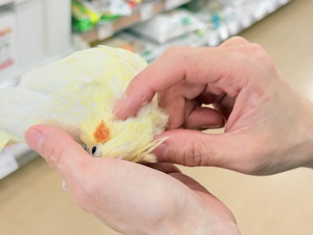 オカメインコ