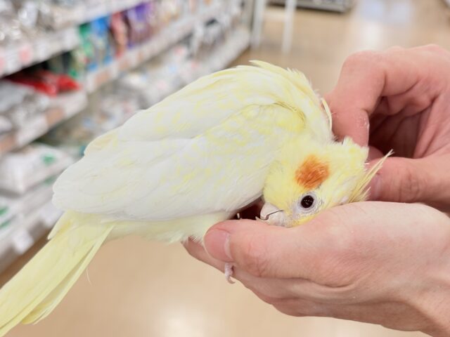 オカメインコ