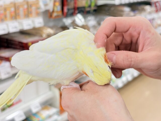 オカメインコ