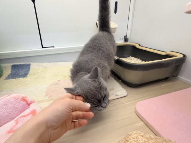 ブリティッシュショートヘア