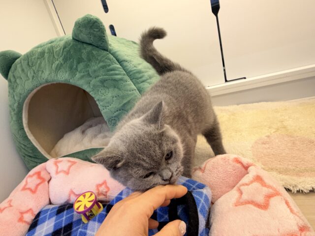 ブリティッシュショートヘア