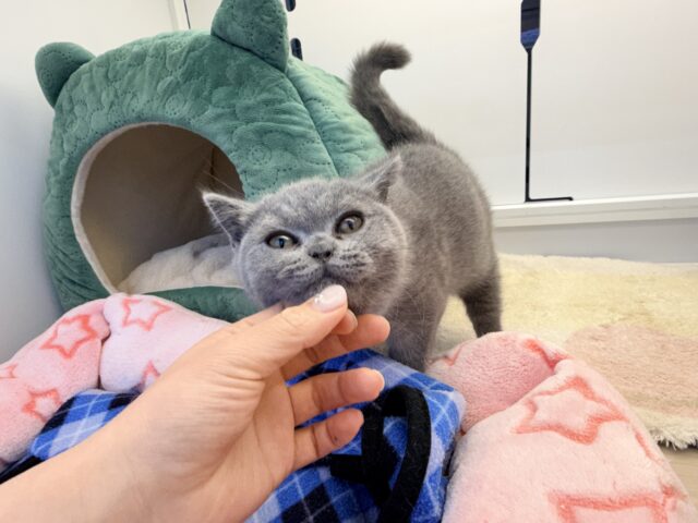 ブリティッシュショートヘア