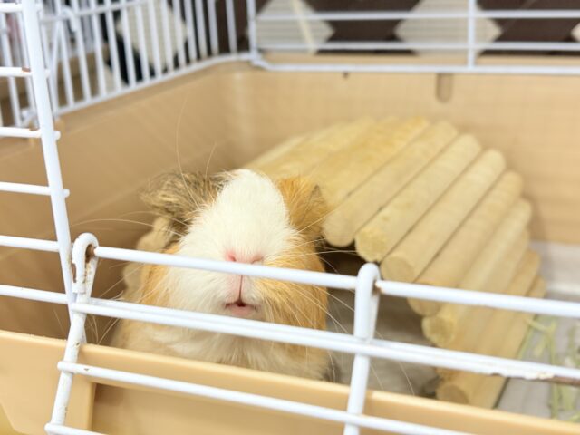 シェルティモルモット