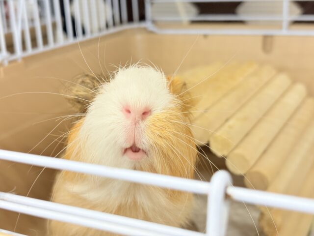 シェルティモルモット