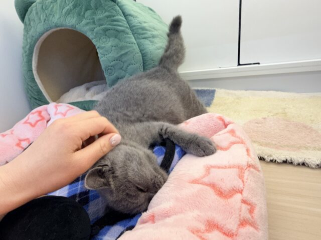 ブリティッシュショートヘア