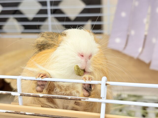 シェルティモルモット