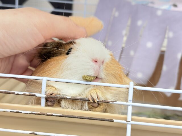 シェルティモルモット