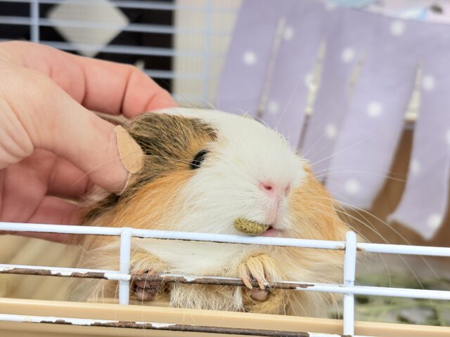 シェルティモルモット