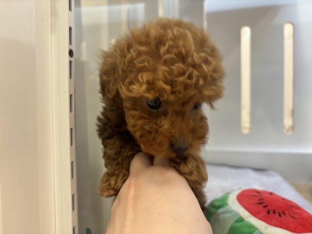 トイプードル
