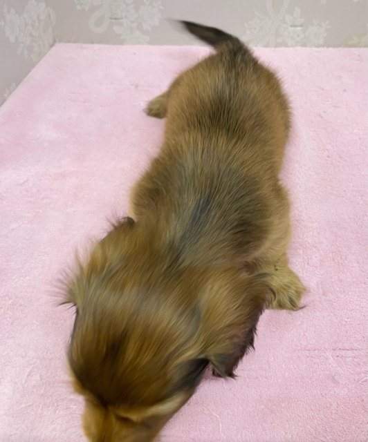 カニンヘンダックス