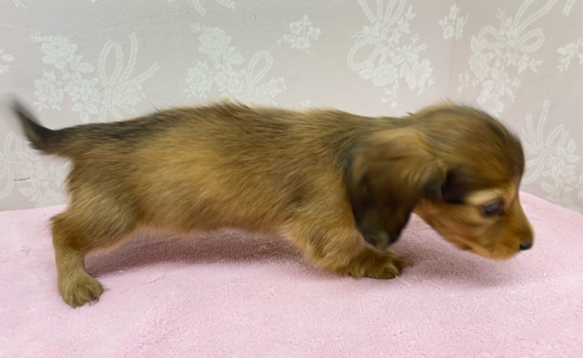 カニンヘンダックス