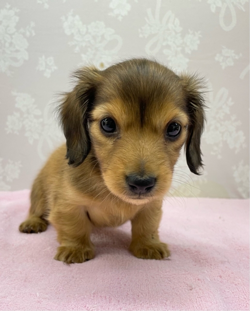 カニンヘンダックス