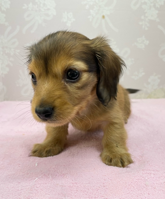 カニンヘンダックス