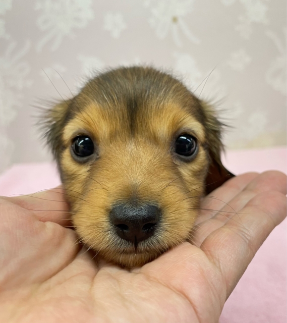 カニンヘンダックス